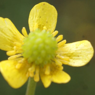 Ranunculus ophioglossifolius — flower