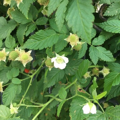 Rubus rosifolius — flower
