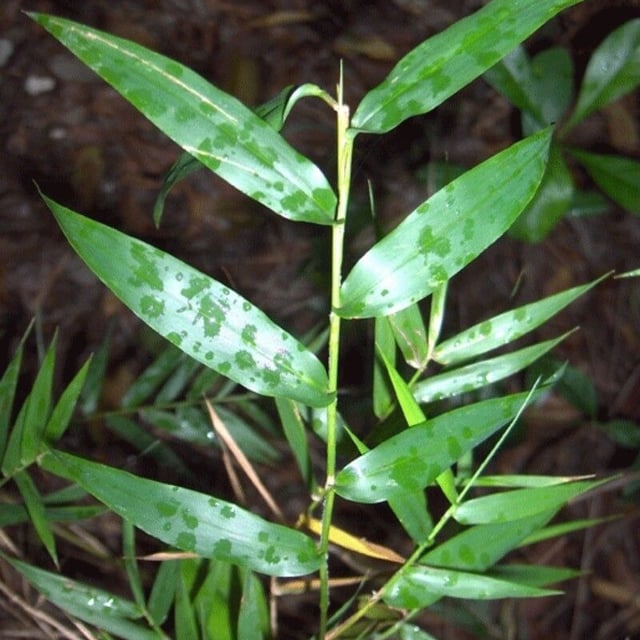 Lasiacis divaricata — leaf