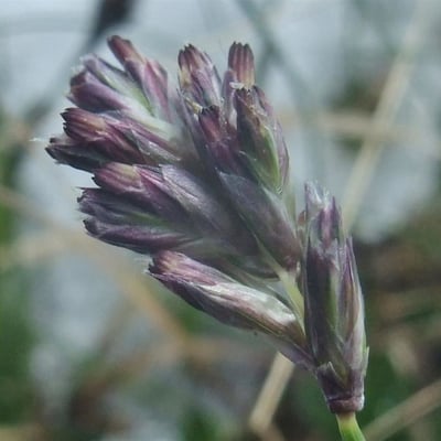 Sesleria caerulea — flower