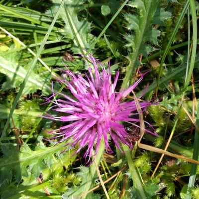 Carduus defloratus — flower