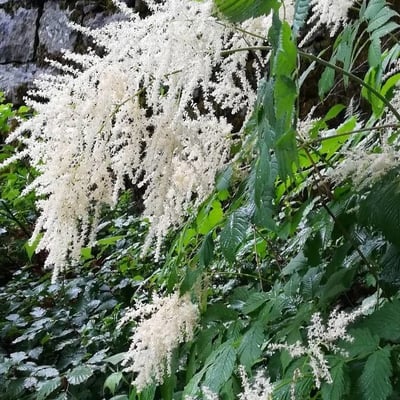 Holodiscus discolor — flower