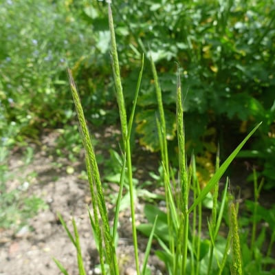Apera interrupta — leaf
