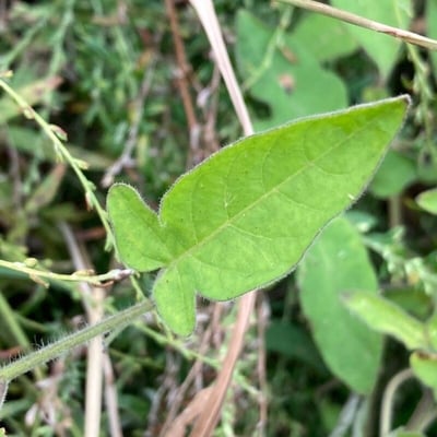 Solanum lyratum — leaf
