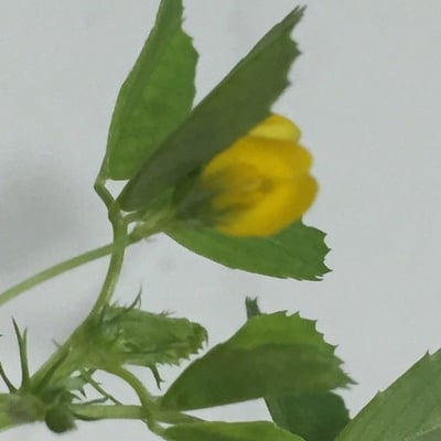 Medicago orbicularis — flower
