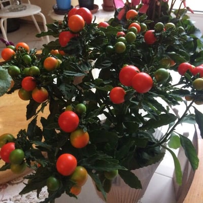 Solanum pseudocapsicum — flower