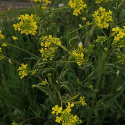 Bunias orientalis — flower