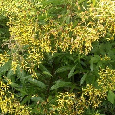 Senecio ovatus — flower