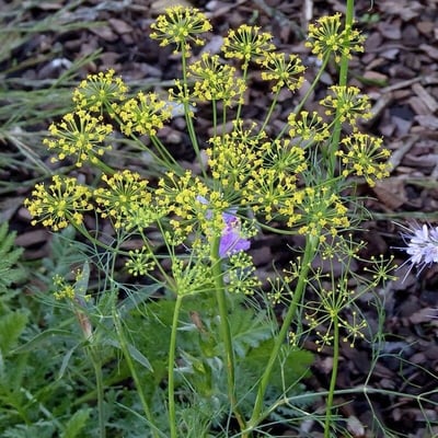 Anethum graveolens — flower