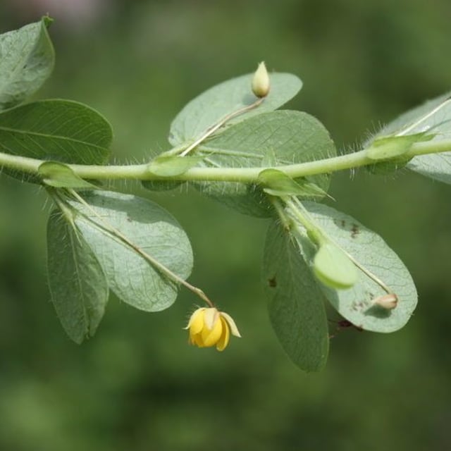 Chamaecrista rotundifolia — flower