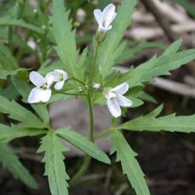Cardamine concatenata — flower