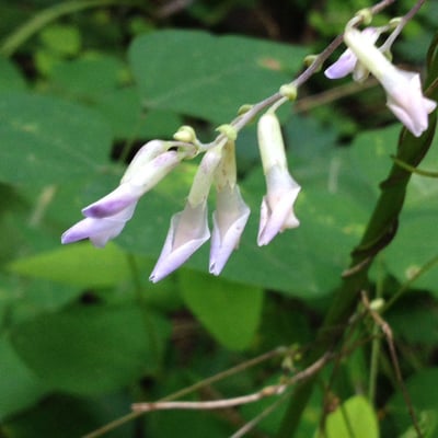 Amphicarpaea bracteata — flower