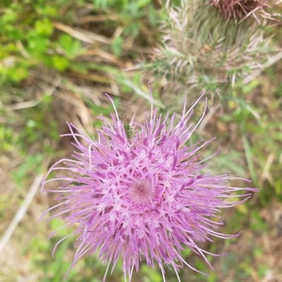 Cirsium horridulum — flower