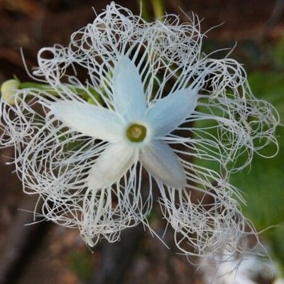 Trichosanthes cucumerina — flower