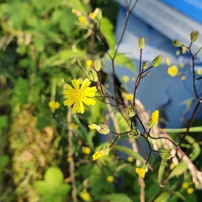 Crepis pulchra — flower