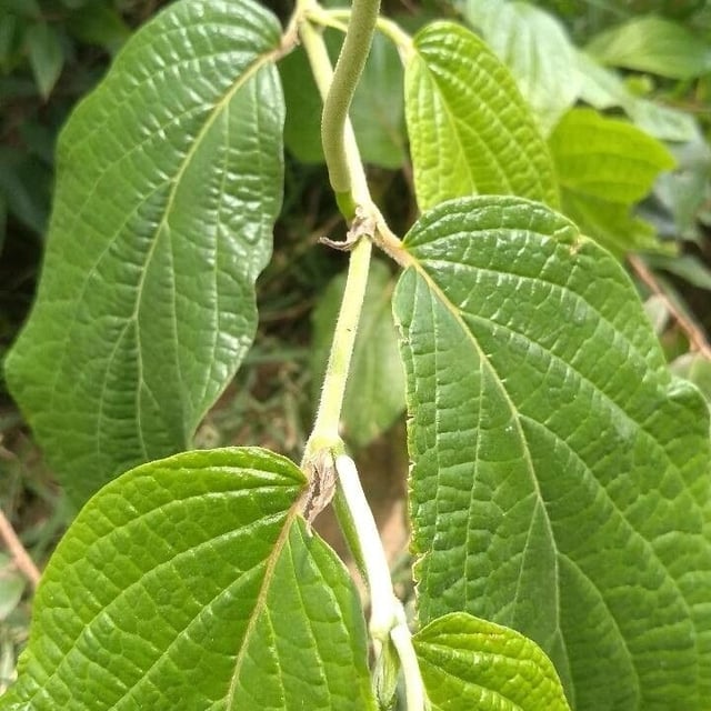 Piper hispidum — flower