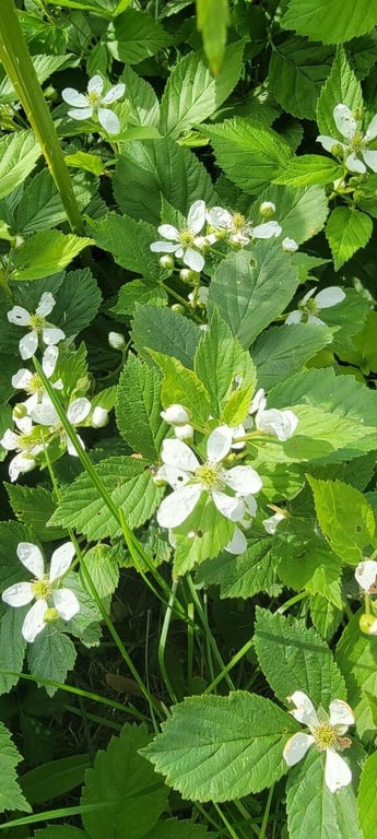 Sawtooth blackberry