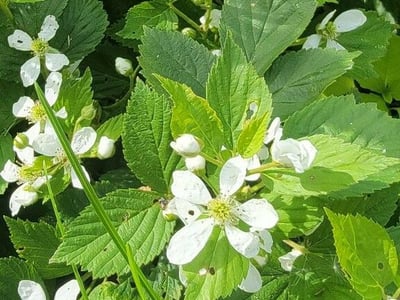 Sawtooth blackberry