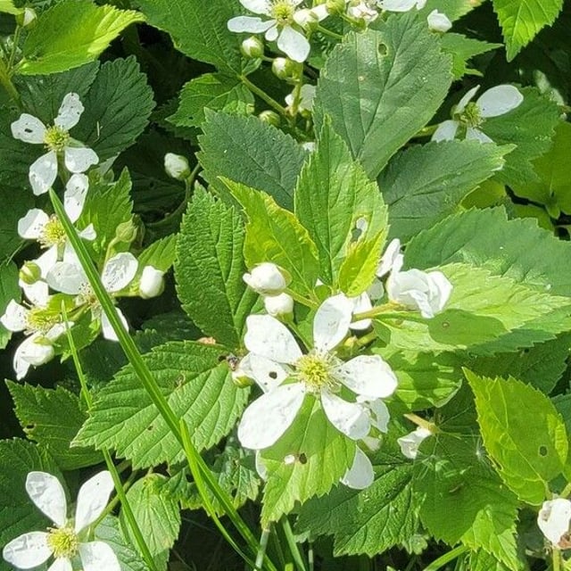 Sawtooth blackberry