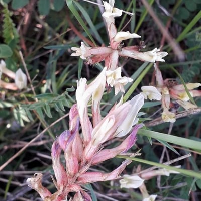 Astragalus monspessulanus — flower