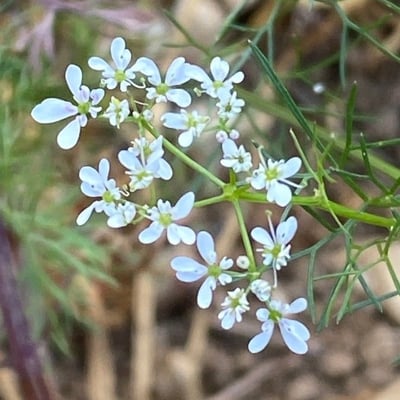Bifora radians — flower