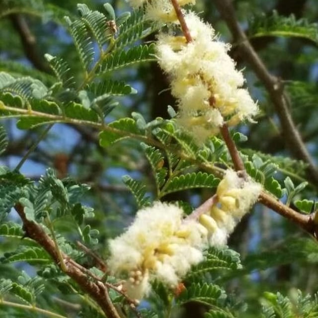 Vachellia tortilis — flower