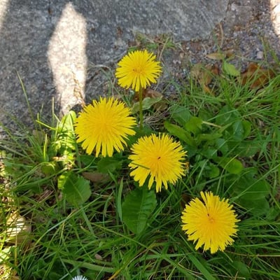 Taraxacum palustre — flower