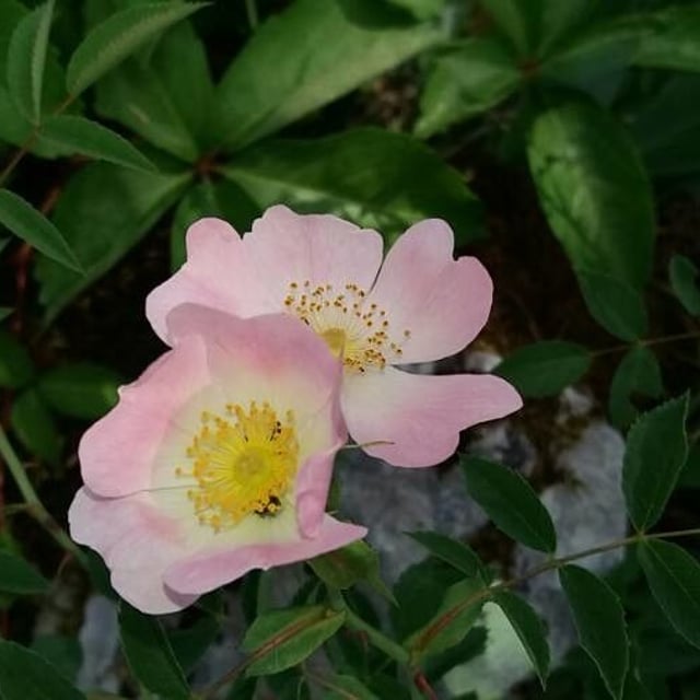 Rosa micrantha — flower
