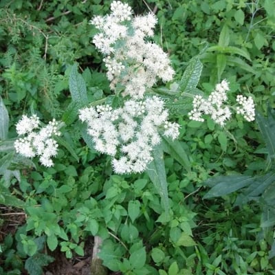 Eupatorium perfoliatum — flower