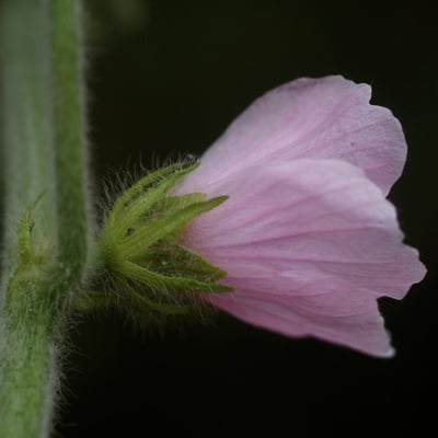 Pavonia urens — flower