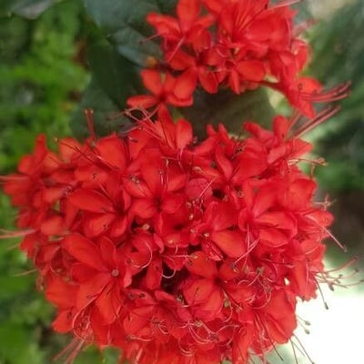 Clerodendrum splendens — flower