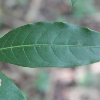 Faramea occidentalis — leaf