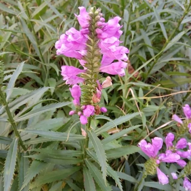 Physostegia virginiana — flower