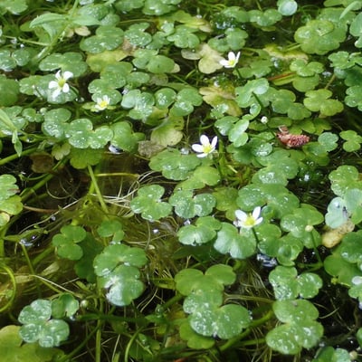 Ranunculus omiophyllus — flower