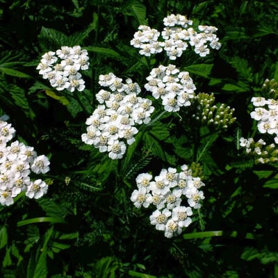 Achillea collina — flower