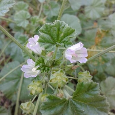 Malva pusilla — flower