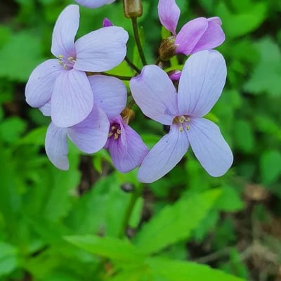 Cardamine bulbifera — flower