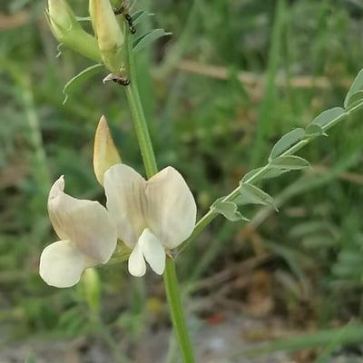 Vicia grandiflora — flower