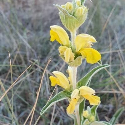 Phlomis lychnitis — flower