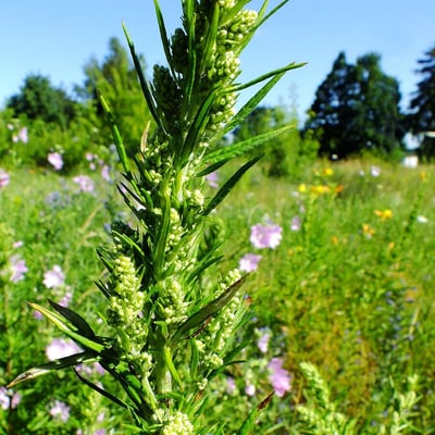 Artemisia biennis — flower