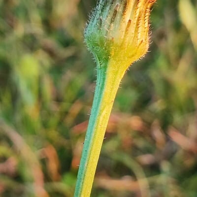Hypochaeris maculata — flower