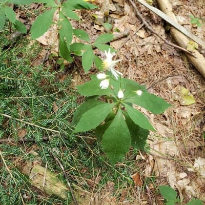 Oclemena acuminata — flower