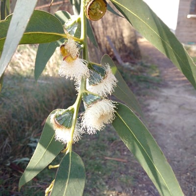 Eucalyptus globulus — flower