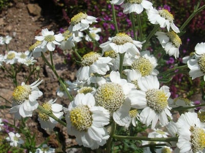 Silvery yarrow
