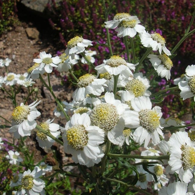 Silvery yarrow