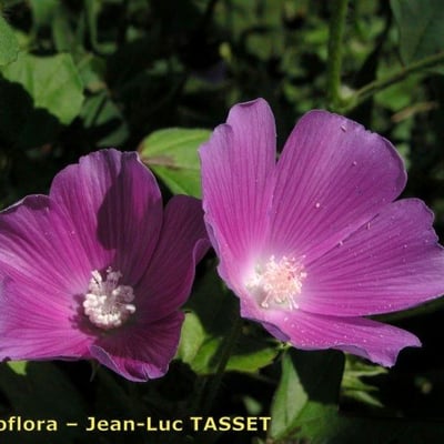 Anoda cristata — flower
