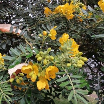 Senna multiglandulosa — flower