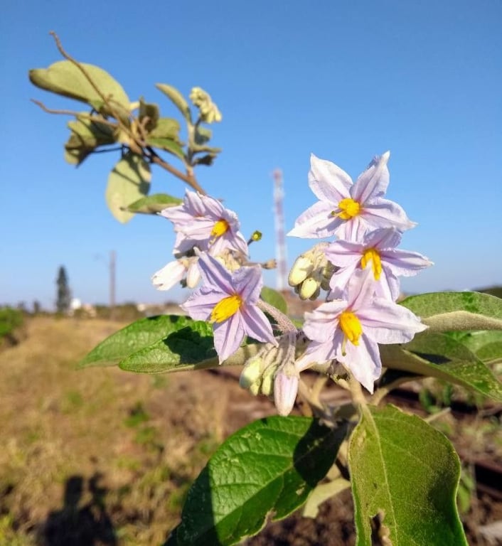 Solanum paniculatum