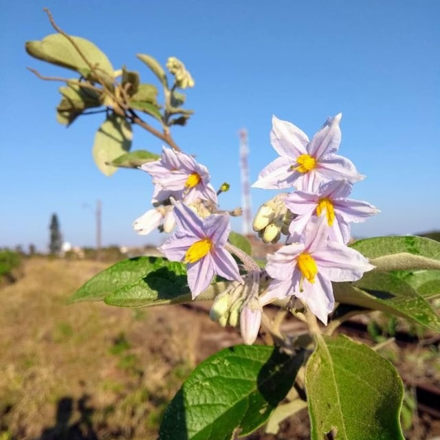 Solanum paniculatum — flower