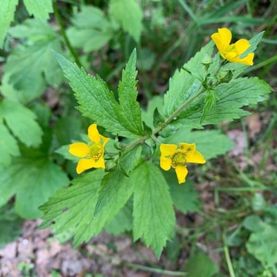 Geum macrophyllum — flower